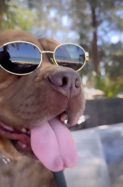 The Somos mascot dog in sunglasses